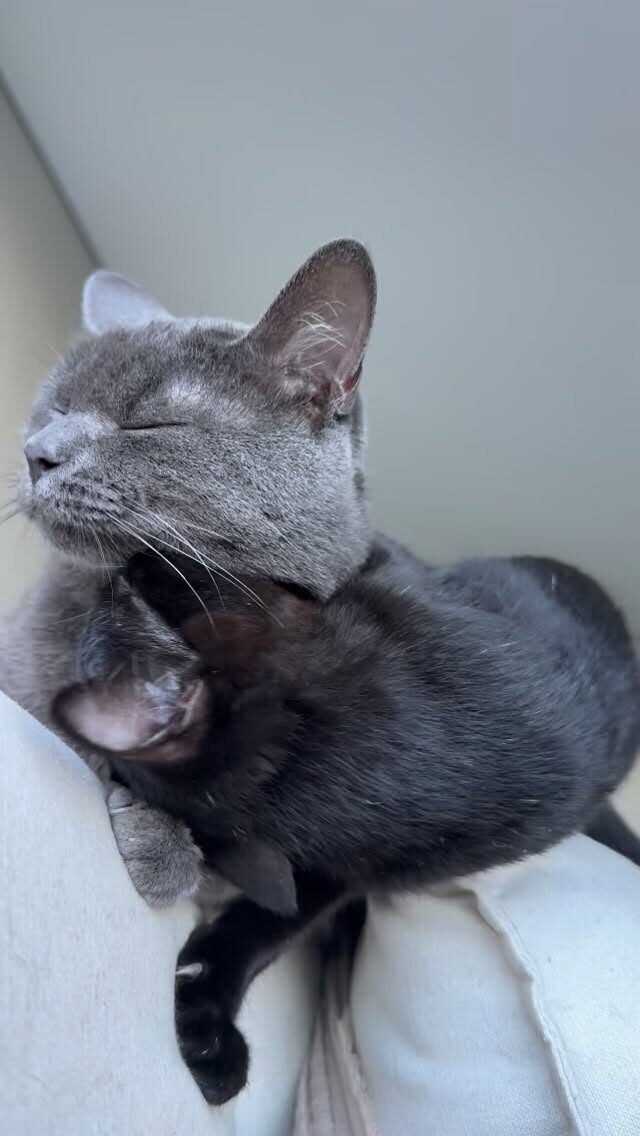 Instagram post from draleticiacasassola. This post is in position 3.